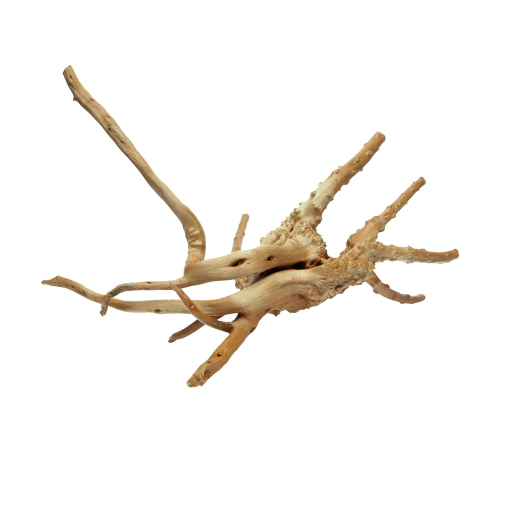 HabiStat Spider Root