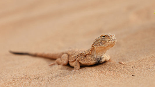 Giant Toad Headed Agama