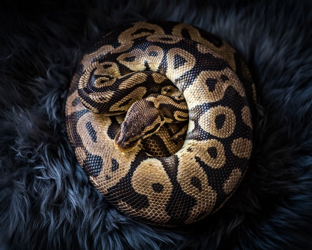 Wild Type Royal Python Royal Python – Bermondsey Exotics