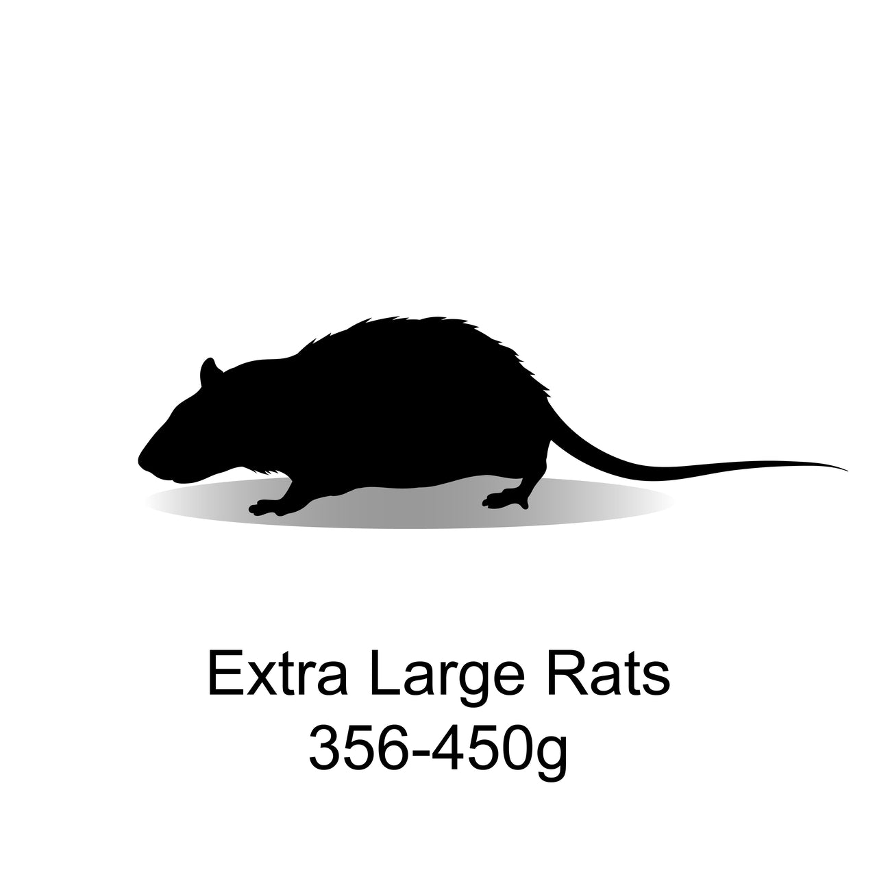 Frozen Extra Large Rats 356-450g - 3 Pack – Bermondsey Exotics