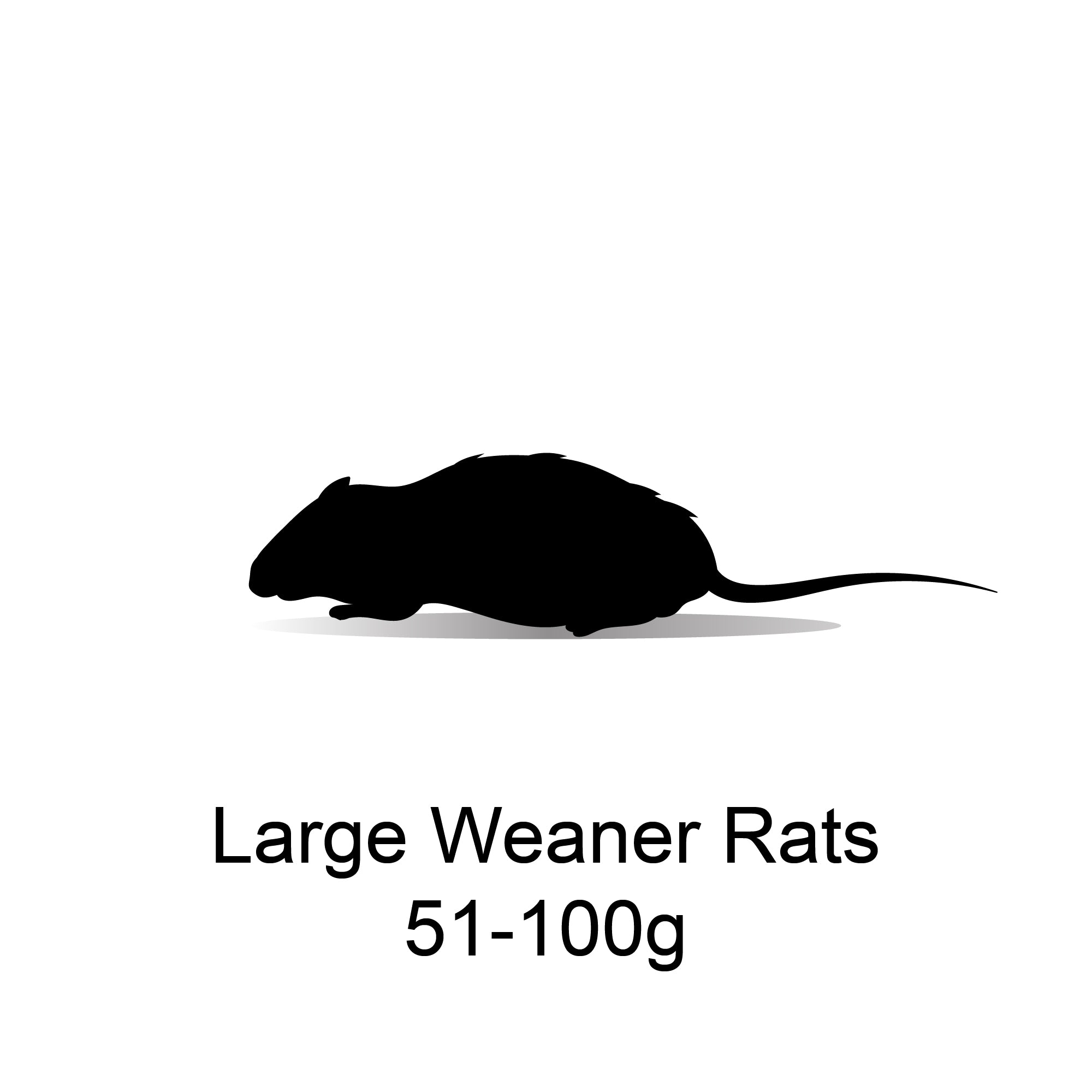Frozen Large Weaner Rats 51-100g - 10 Pack – Bermondsey Exotics