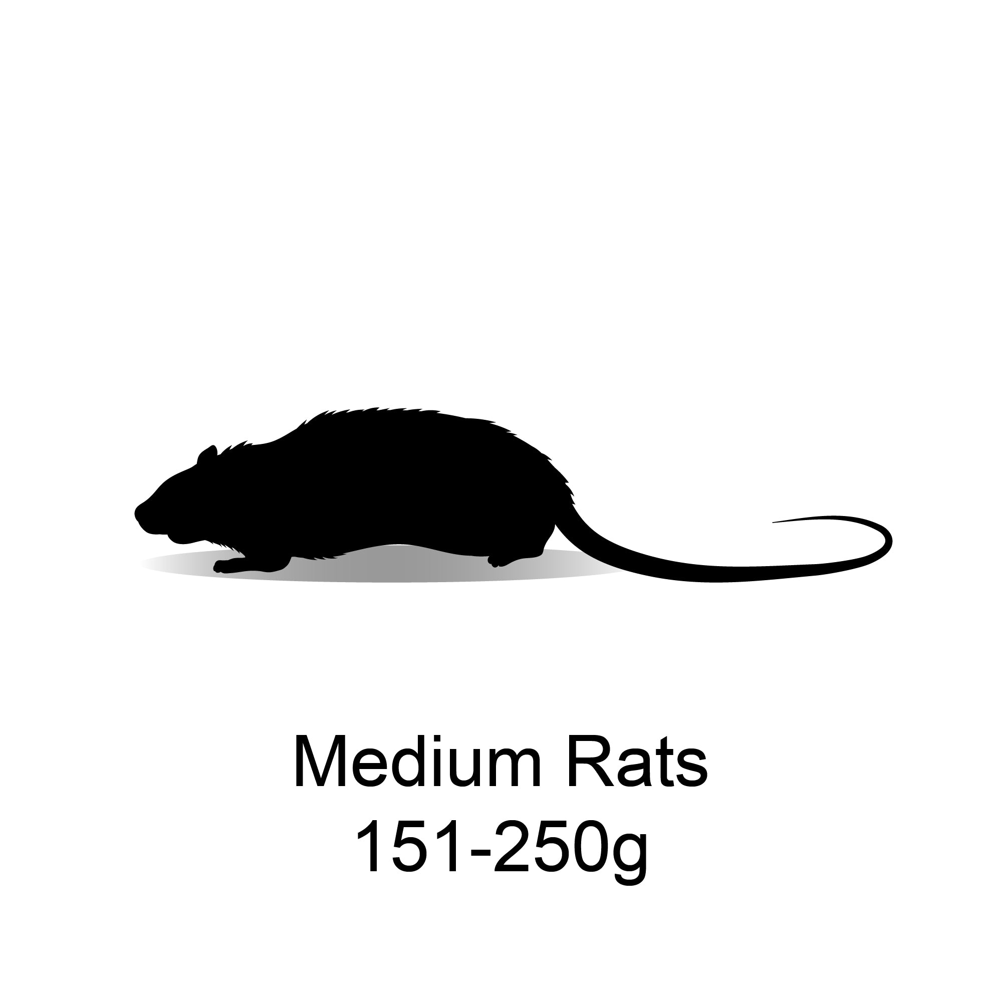 Meidem Rats Frozen Medium Rats 151-250g - 5 Pack – Bermondsey Exotics